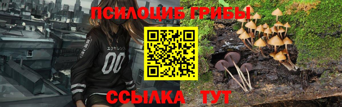 Галлюциногенные грибы Psilocybine cubensis Балашиха