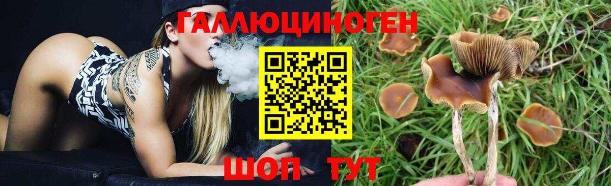 Галлюциногенные грибы GOLDEN TEACHER  Вход с VPN  Балашиха  Галлюциногенные грибы GOLDEN TEACHER 